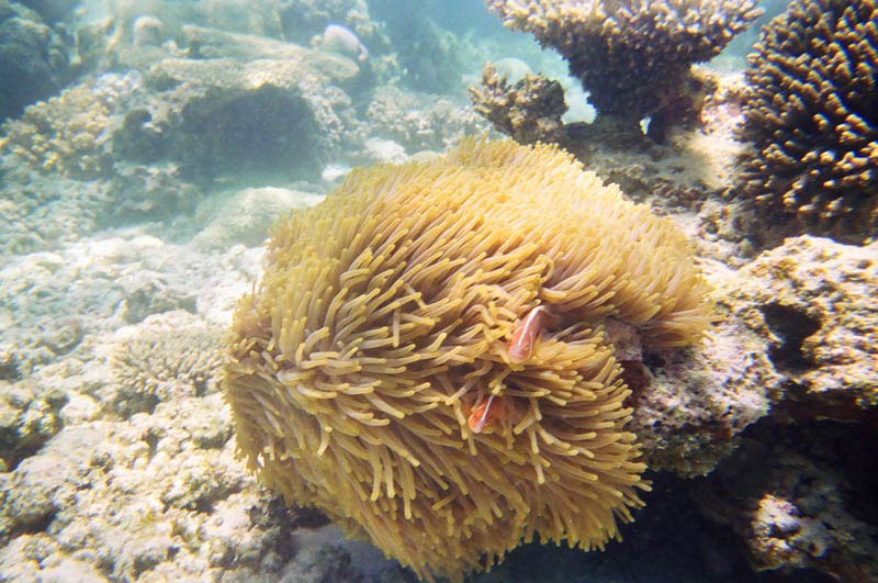Ningaloo Reef Marine life