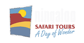 Ningaloo Safari